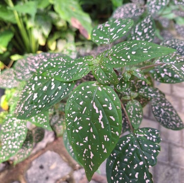 a leafy shade loving annual plant in a shady place