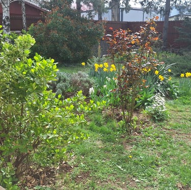 a lot of wild native plants in our cottage garden with borders