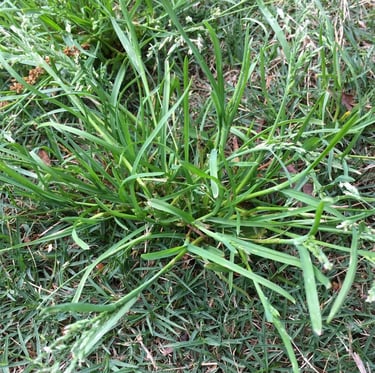 a grassy space with Goosegrass in the middle