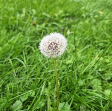 One Taraxacum weed in a meadow
