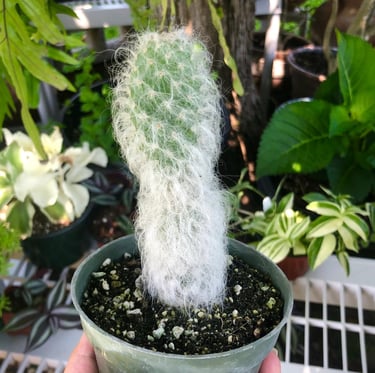 a Old Man Cactus plant in a pot around other outdoor plants
