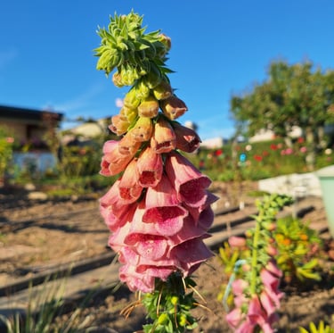 one colorful Foxglove shade plant with multiple pink flowers