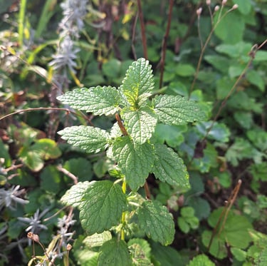 one Mint herb with multiple green leaves