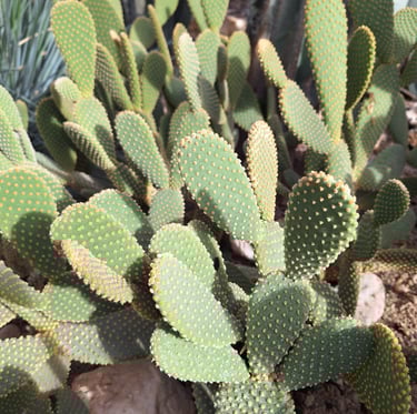 Multiple green Pricly Pear Cactus plants