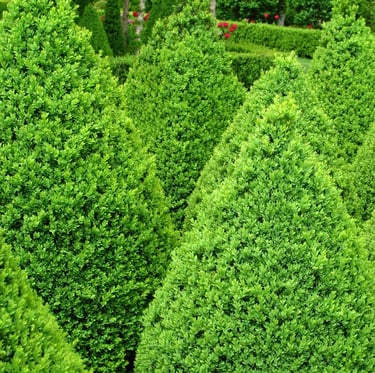 a garden with a lot of varieties of boxwood shrubs