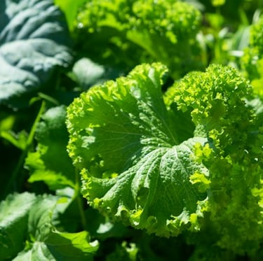 a Salad plant with big green leaves