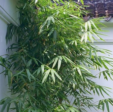 an Arrow Bamboo ornamental Plant with a leafy foliage