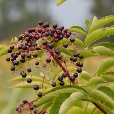 an American Elderberry bush with a fast growing foliage