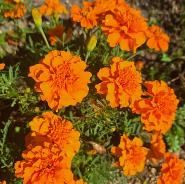an annual and der resistant bush called Marigolds
