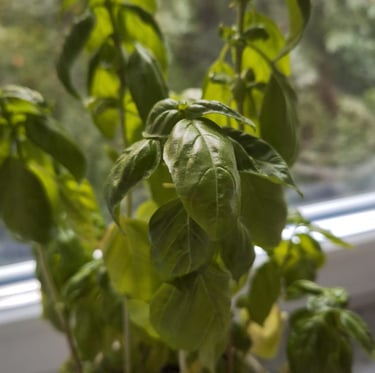 a Basil herb in a pod