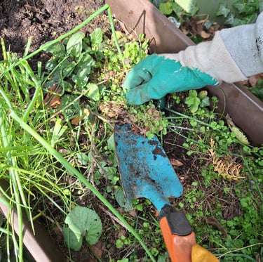 a person that is removing weeds by hand