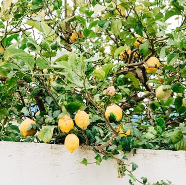 a big Lemon tree grown from seed