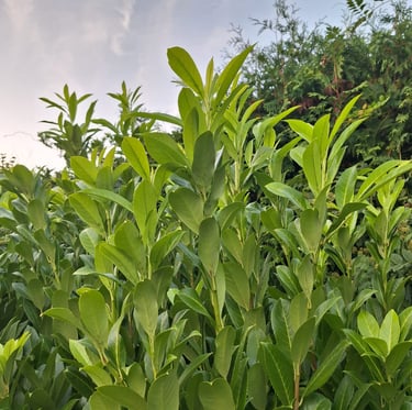 green deer resistant Inkberry Holly leaves