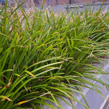 multiple long and green Spider Plant leaves growing together