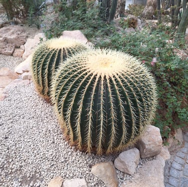 two round American Barrel Cacti with white spines