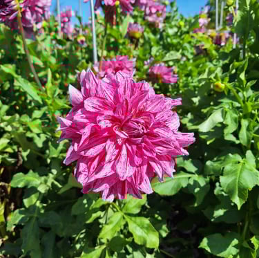 a  pink fowering plant bloomig in June