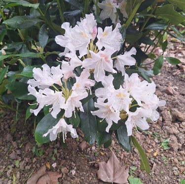 one well planted, thriving perennial plant