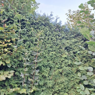 a Deer Resistant privacy hedge called Western Red Cedar