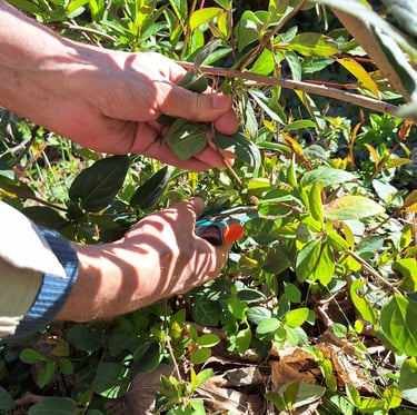 a person that is pruning and maintaining a perennial