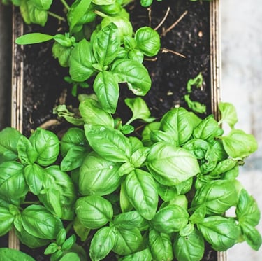 multiple green Basil Bushes growing in containers