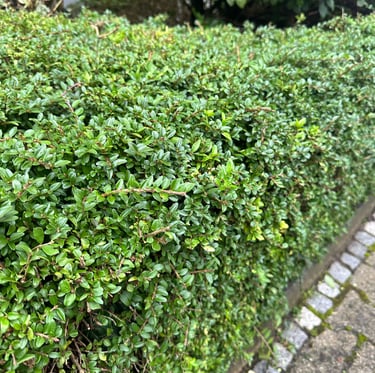 a green deer resistans hedge called Boxwood
