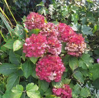 Hydrangeas with red blooms in a full sun zone 6 garden