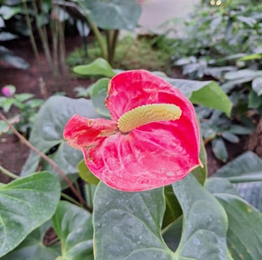 one red Flamingo Lily on a vegetative space