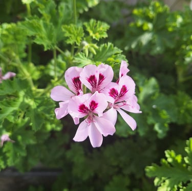 an flowring annual plant in full sun