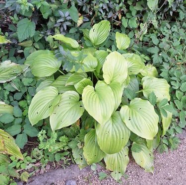 a Hosta plant with green leaves in partial shade
