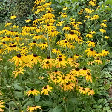 a lot of Black-Eyed-Susans in a garden border layouts
