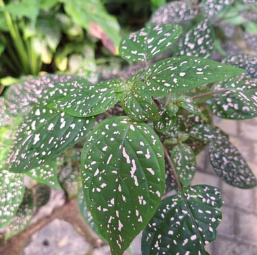 one leafy garden plant thriving with the right watering