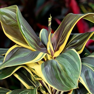 a thriller plant with big leaves in a container