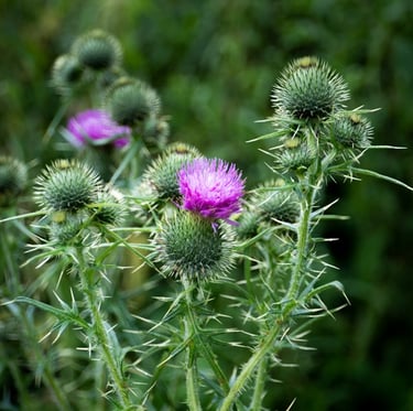 a pink flowering Thistle weed with other green plants