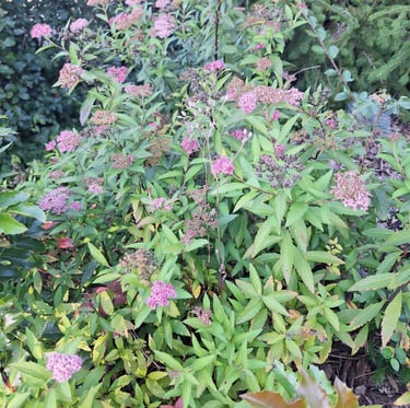 a bush with flowers that is great for landscaping