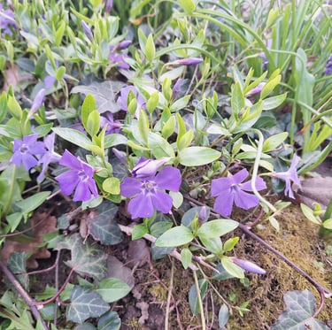 a ground cover with purple blooms and green leaves