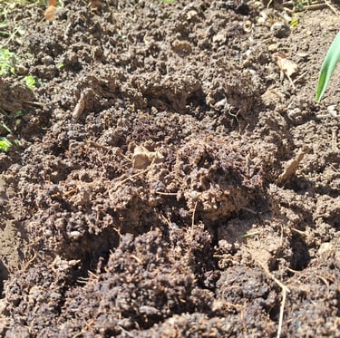 loam soil in a garden