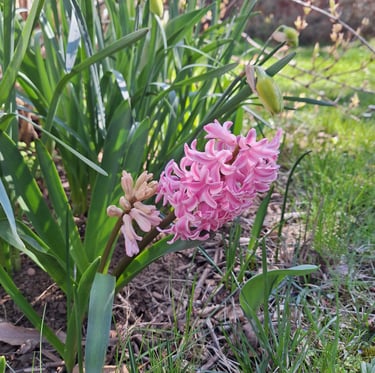 a pink flowering Hyaciths flower in a spring garden