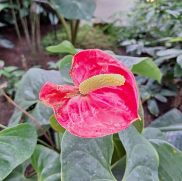 a Flaming Lily that grows in China