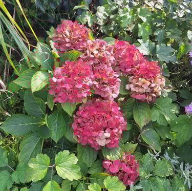 a prtial shade bush with red blooms