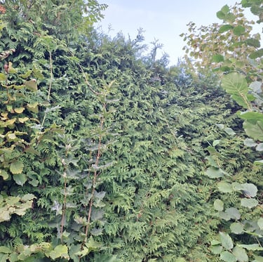 a tall evergreen privacy hedge that is deer resistant