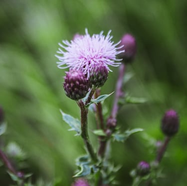 two Canada Thistle weeds one flowering in light pnk