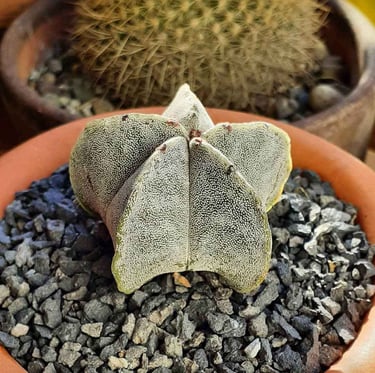 Bishop's Cap Cactus potted in a stony soil