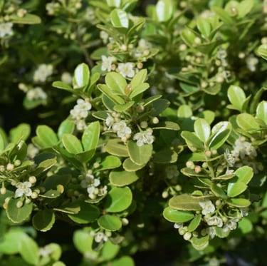 a Japanese Holly bush with leaves and white flowers
