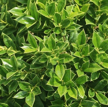 a lot of green Carissa Holly leaves