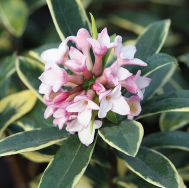 white pink flowers blooming on a slow growing bush