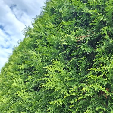 a tall shrub called Arborvitae