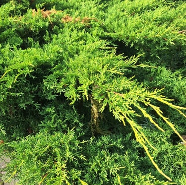 a ground cover shrub called Juniper