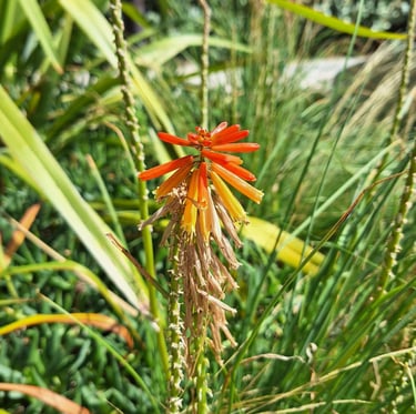 an exotic orange Red-Hot-Poker flowerin ful sun