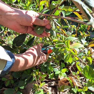 a person triming a hanging plant