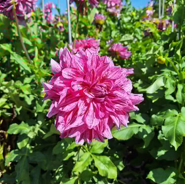 one perennial plant with a big pink flower thriving in full sun